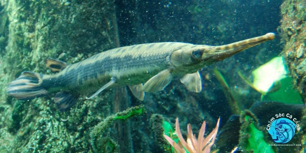 Cá Sấu Hoả Tiễn