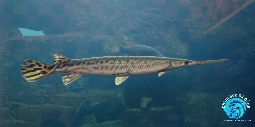 Những hiểu lầm và nguy cơ tuyệt chủng