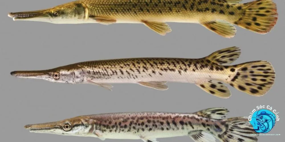 bảo vệ loài Cá Sấu Hoả Tiễn