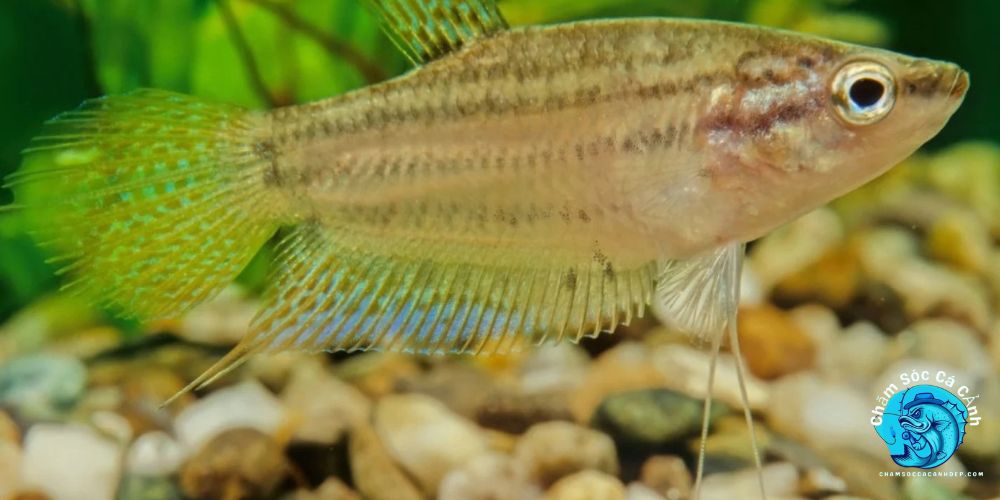  Nguồn gốc và đặc điểm nổi bật