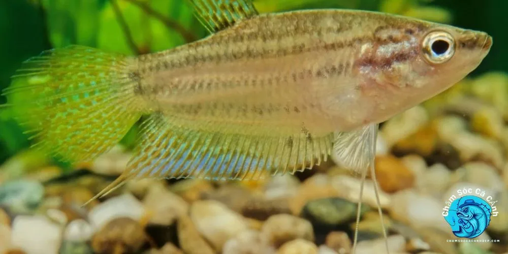  Nguồn gốc và đặc điểm nổi bật