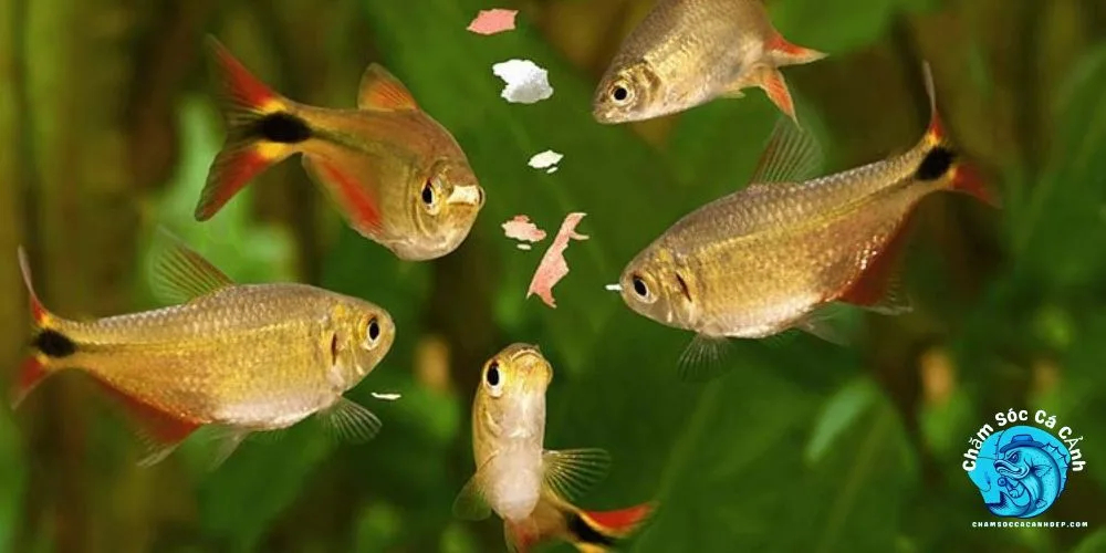 Cách nuôi và chăm sóc cá Thanh Ngọc