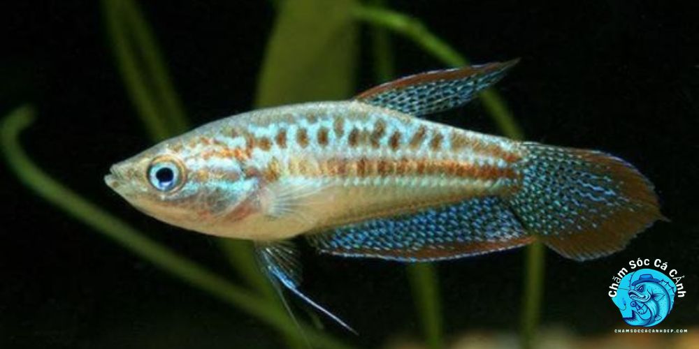 Những hiểu lầm phổ biến 