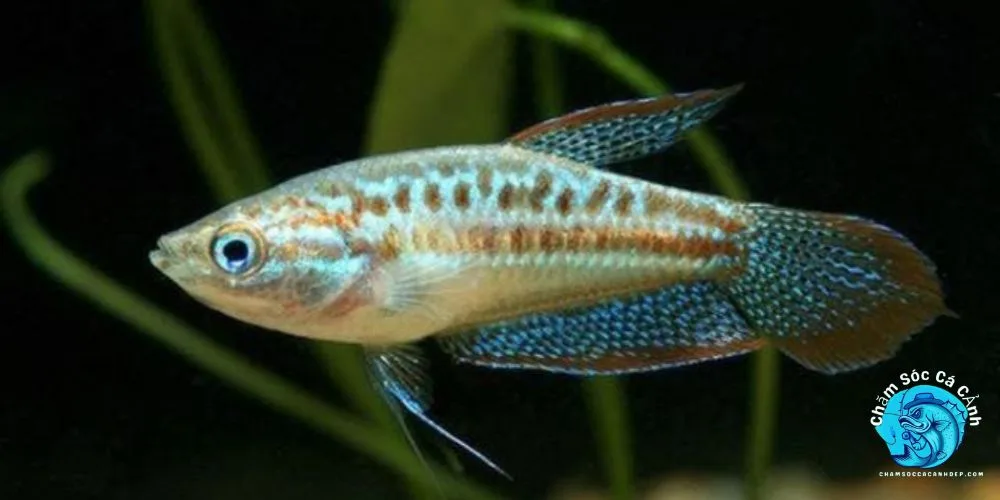 Những hiểu lầm phổ biến 