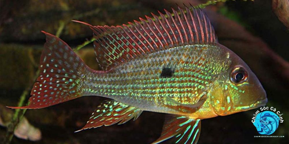 Giới thiệu về cá hải hồ