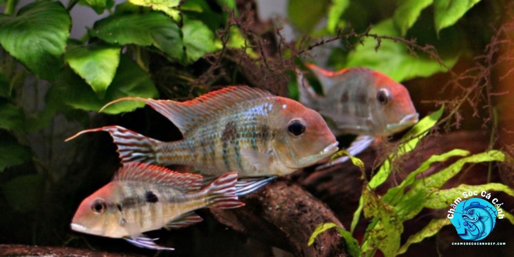 Cách chuẩn bị hồ nuôi cá hải hồ đúng chuẩn