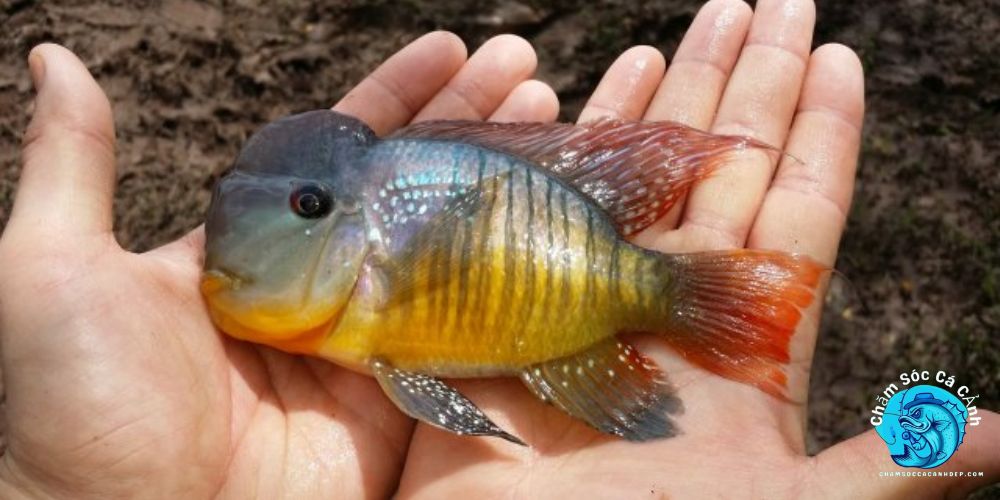 Mẹo giúp cá hải hồ giữ màu đẹp và sống lâu