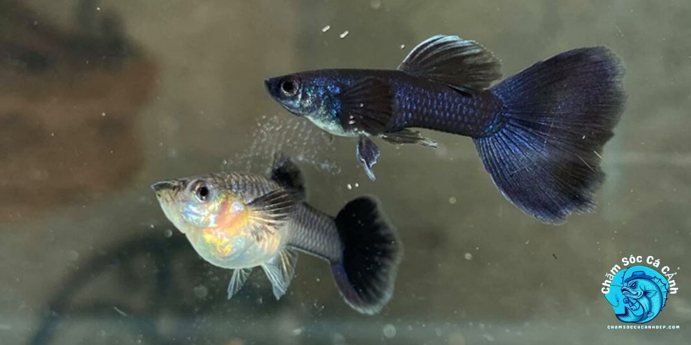 Cách chăm sóc cá khi sắp đẻ