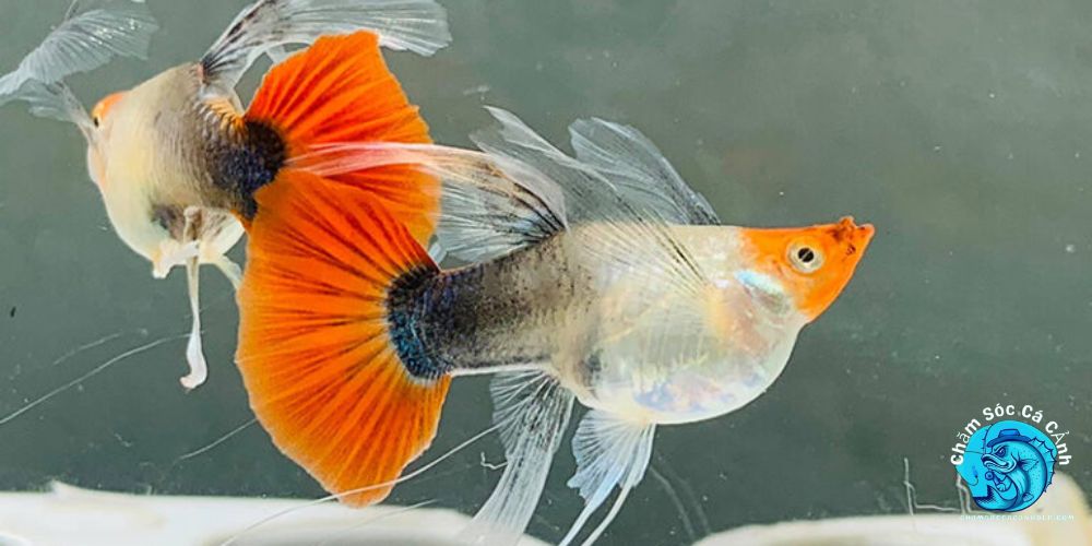 Chăm sóc cá con sau khi nở