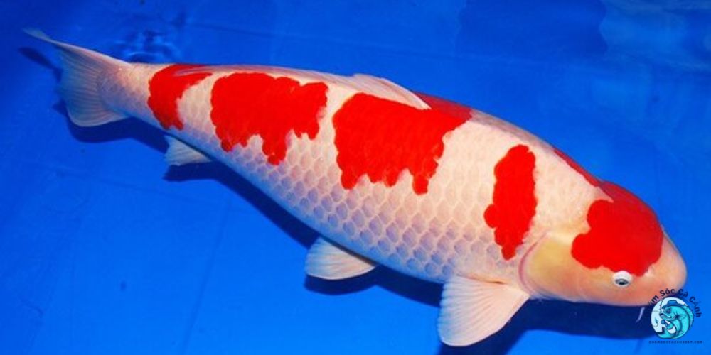 Mệnh Kim và Vai Trò của Cá Cảnh trong Phong Thủy