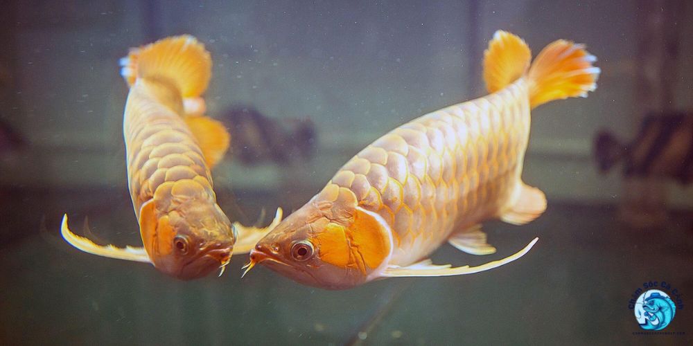 Thiết Kế và Đặt Bể Cá Theo Phong Thủy