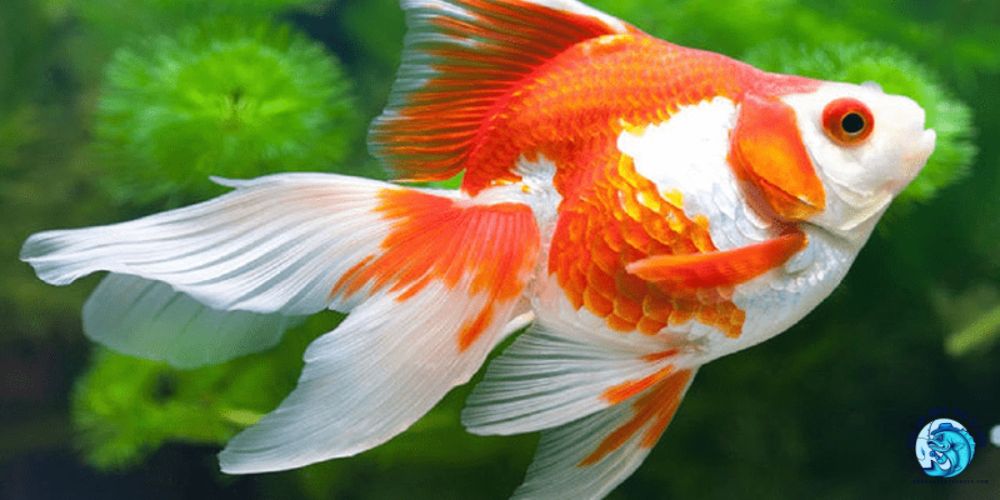 Chăm Sóc Cá Cảnh Mệnh Kim