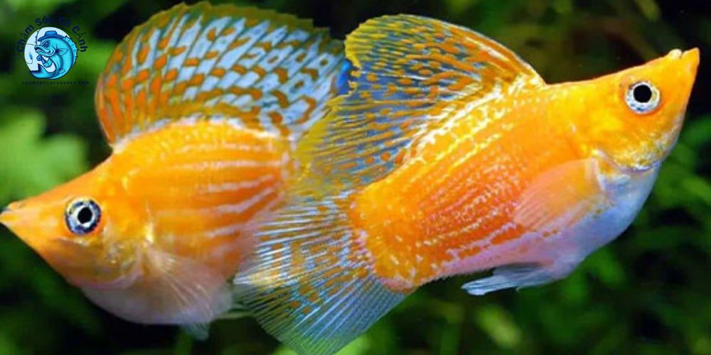 Xuất xứ và tính chất của cá Molly