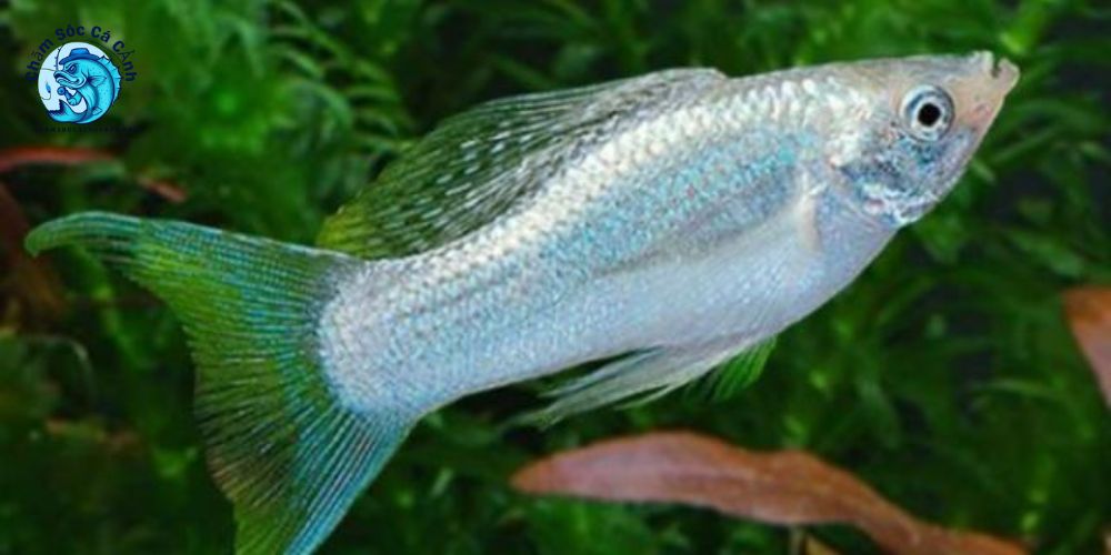 Hướng dẫn nuôi cá Molly khỏe mạnh