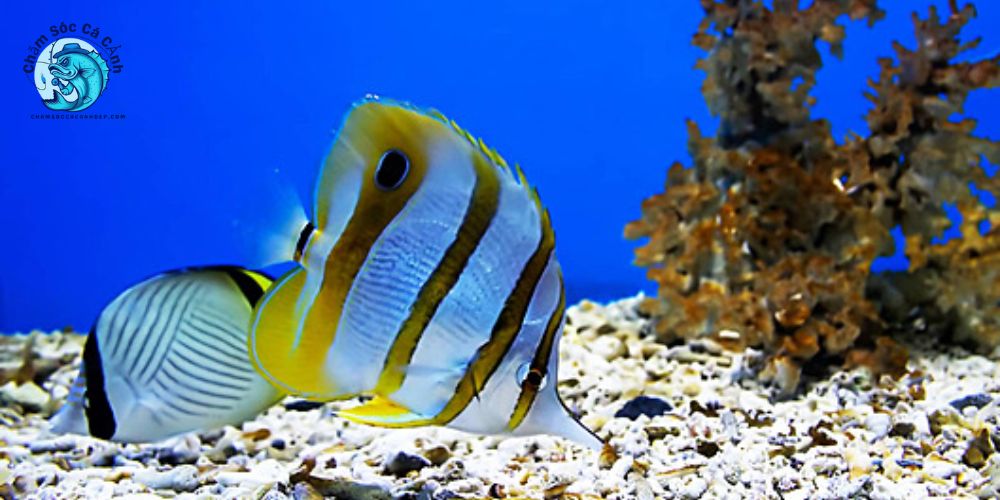 Giới thiệu về loài cá bướm xanh