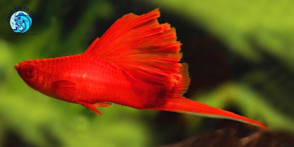 Tổng quan về cá kiếm cảnh