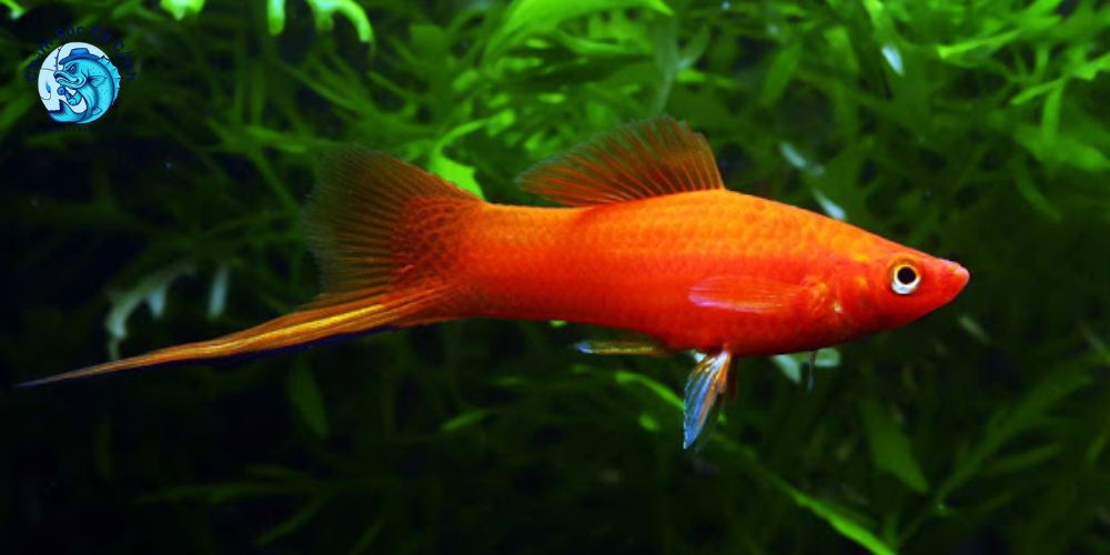 Giá trị phong thủy của cá kiếm