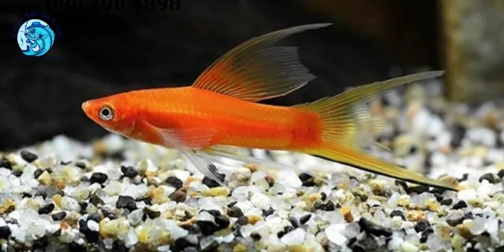 Chăm sóc và phòng bệnh cho cá kiếm cảnh