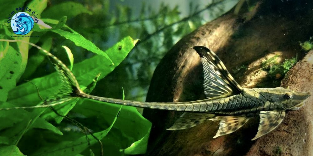 Cá trực thăng là gì? Nguồn gốc và đặc điểm nhận dạng