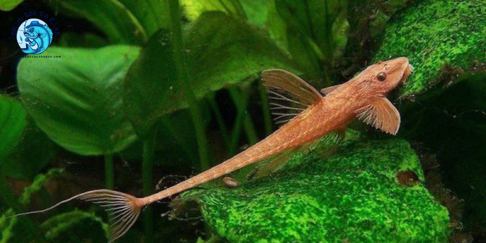 Cách nuôi cá trực thăng đúng chuẩn cho người mới