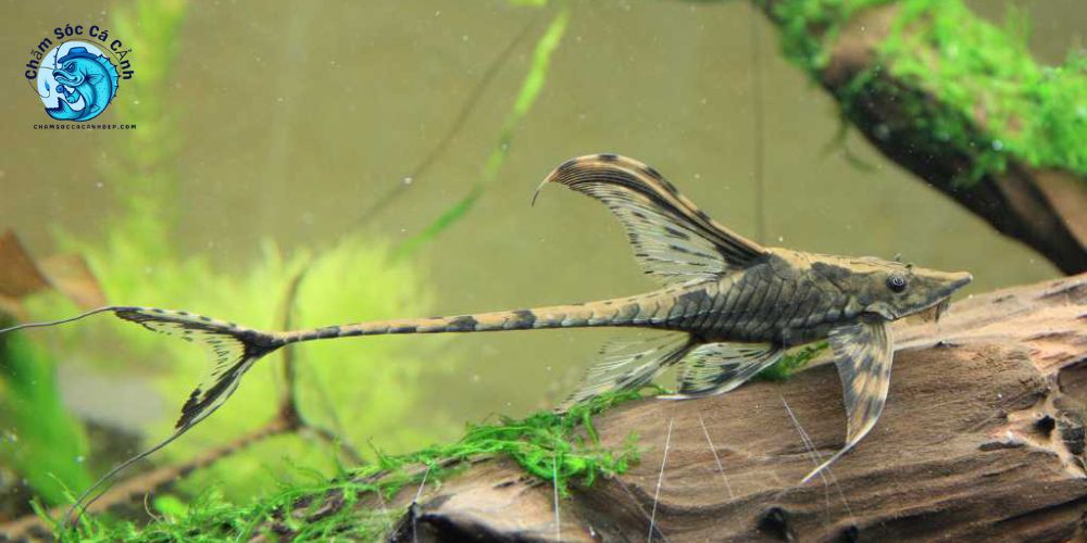 Cá trực thăng ăn gì? Chế độ dinh dưỡng đầy đủ