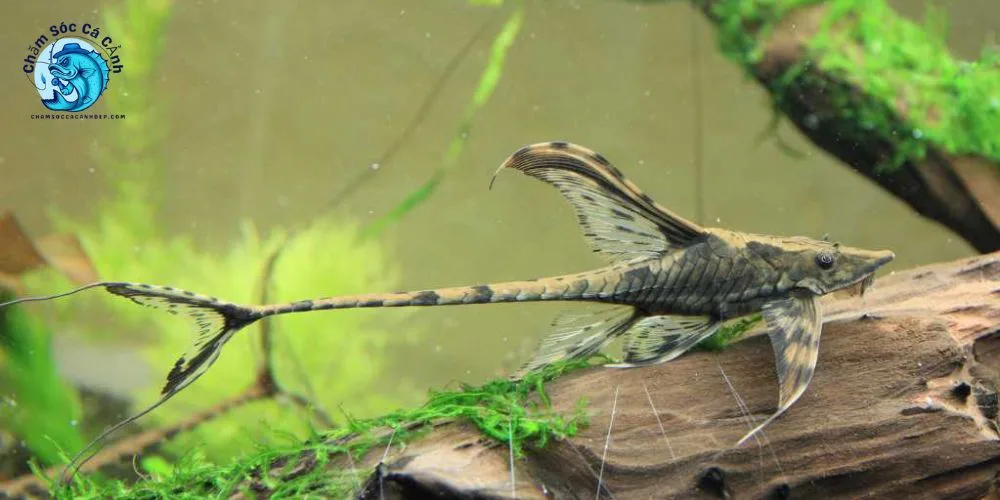 Cá trực thăng ăn gì? Chế độ dinh dưỡng đầy đủ