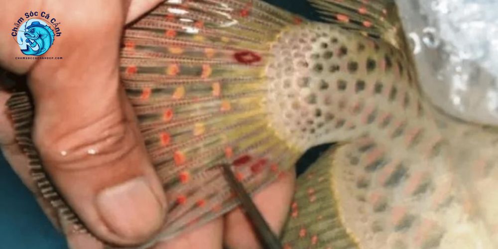 Sai Lầm Thường Gặp Khi Trị Trùng Mỏ Neo