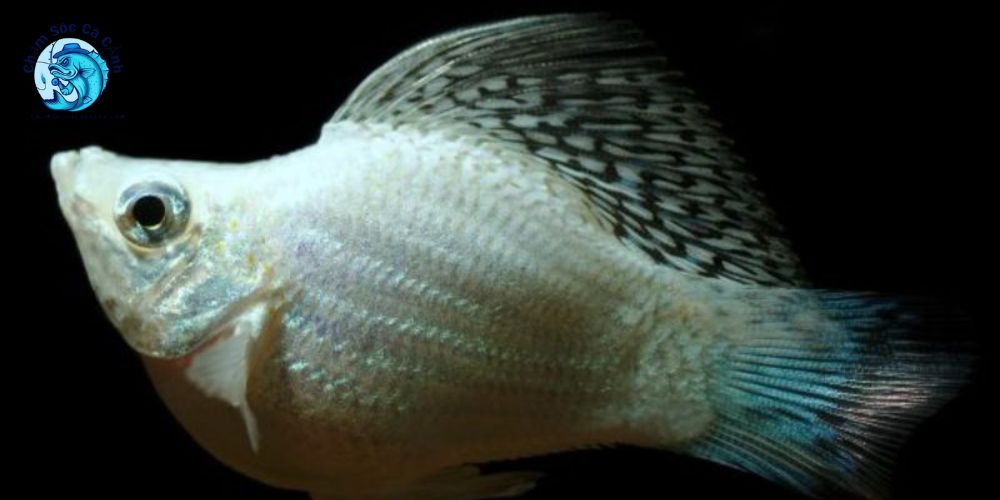 Bệnh thường gặp ở Cá Bình Tích và cách điều trị