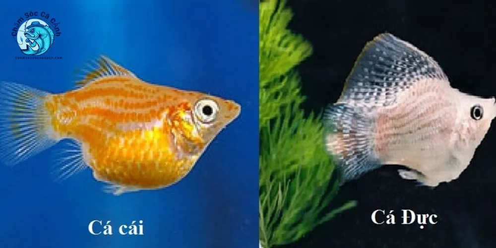 Nguồn gốc và phân loại của Cá Bình Tích