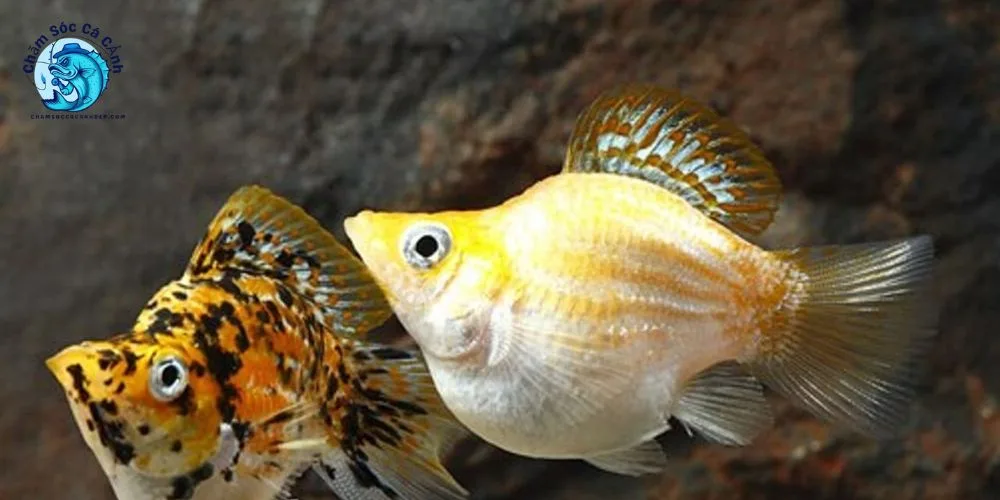 Cách nuôi Cá Bình Tích đúng chuẩn