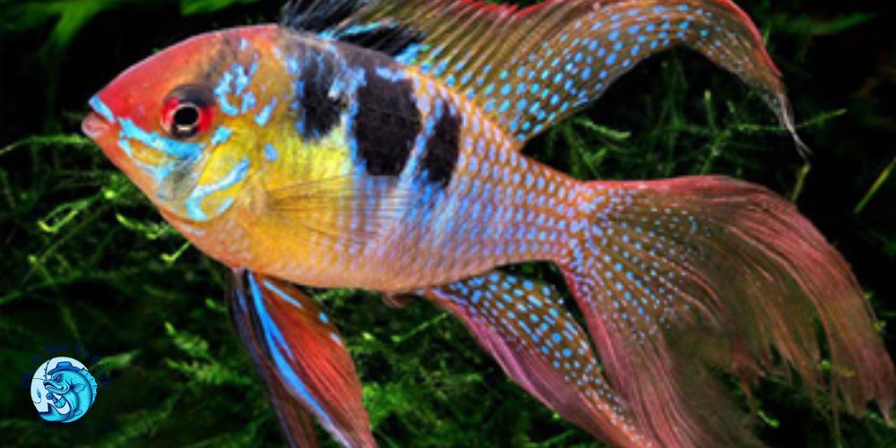 Nguồn gốc và xuất xứ cá phượng hoàng