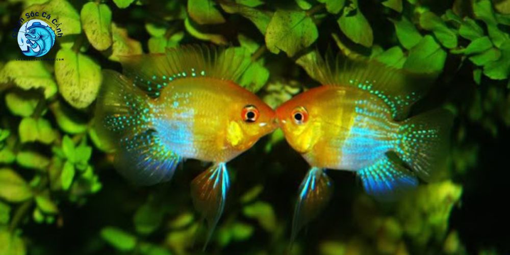 Điều kiện nuôi cá phượng hoàng chuẩn kỹ thuật