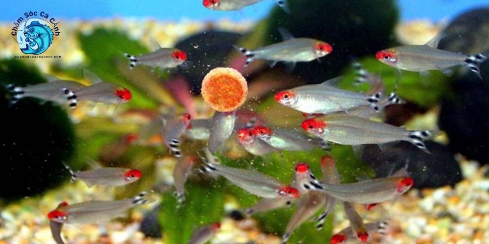 Thức ăn cho cá sóc đầu đỏ
