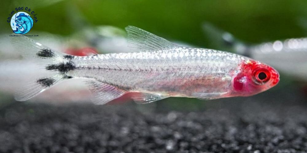 Các sai lầm phổ biến của người mới nuôi