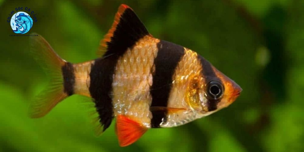 Cá xecan là gì? Nguồn gốc và mức độ phổ biến