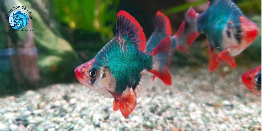 Giá trị dinh dưỡng & lợi ích khi sử dụng cá xecan