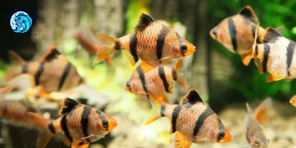 Kỹ thuật nuôi cá xecan đúng chuẩn