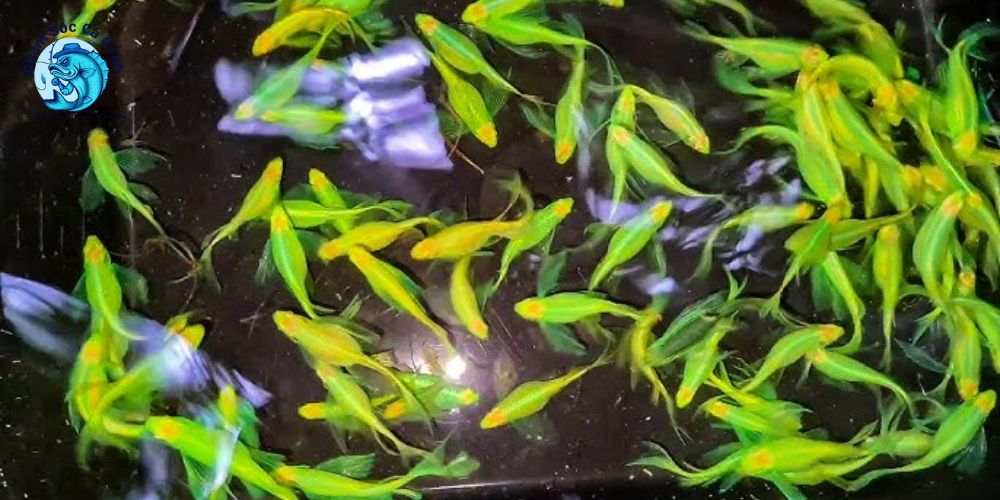 Cách phòng bệnh và khắc phục lỗi phổ biến