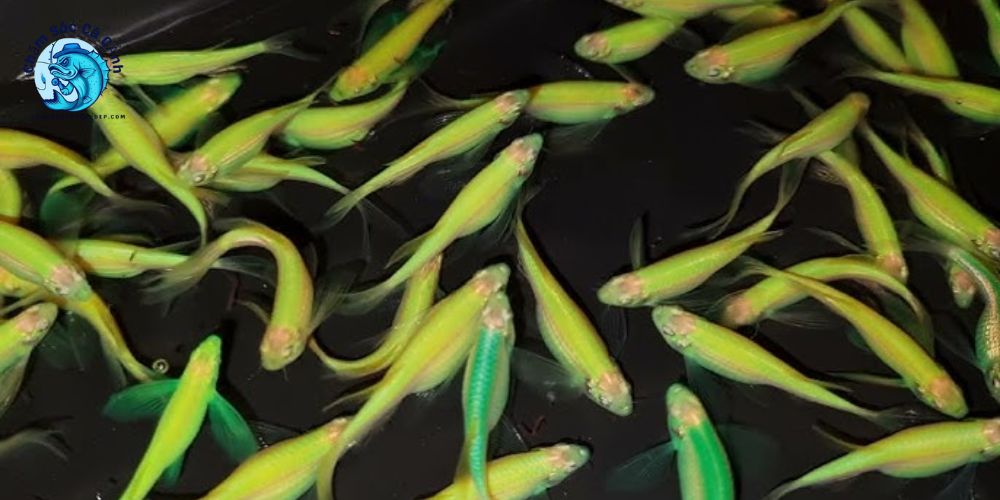 Điều kiện và cách sinh sản của cá sọc ngựa cánh tiên