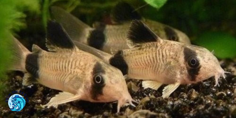 Tổng Quan Về Cá Chuột Panda