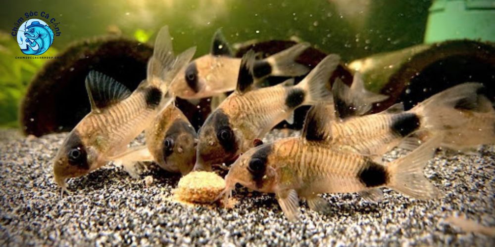 Các Bệnh Thường Gặp Ở Cá Chuột Panda