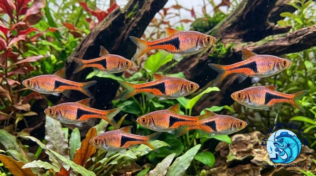 Cá Tam Giác Nuôi Chung Với Cá Nào?