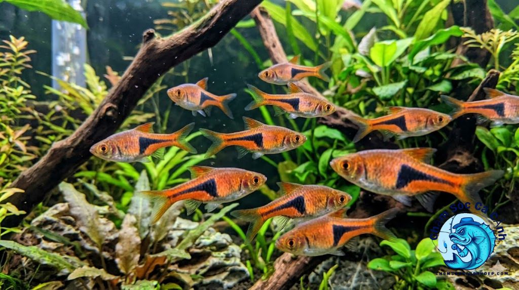 Giới Thiệu Về Cá Tam Giác