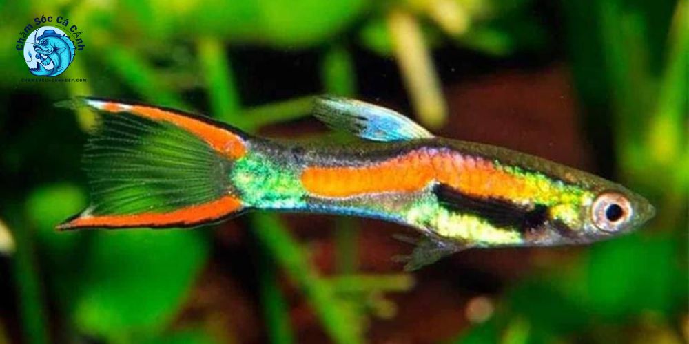 Cá Endler - Phân biệt rõ ràng với cá guppy