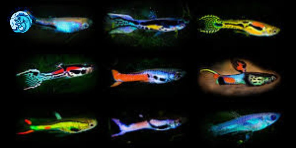 Cách nuôi cá Endler khỏe mạnh và lên màu đẹp