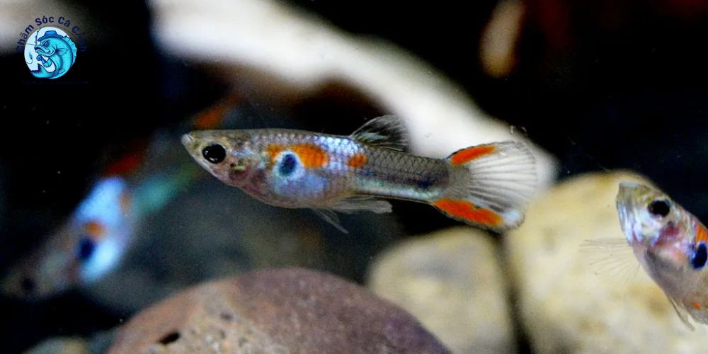 Cá Endler sinh sản – Dễ dàng nhưng cần hiểu đúng