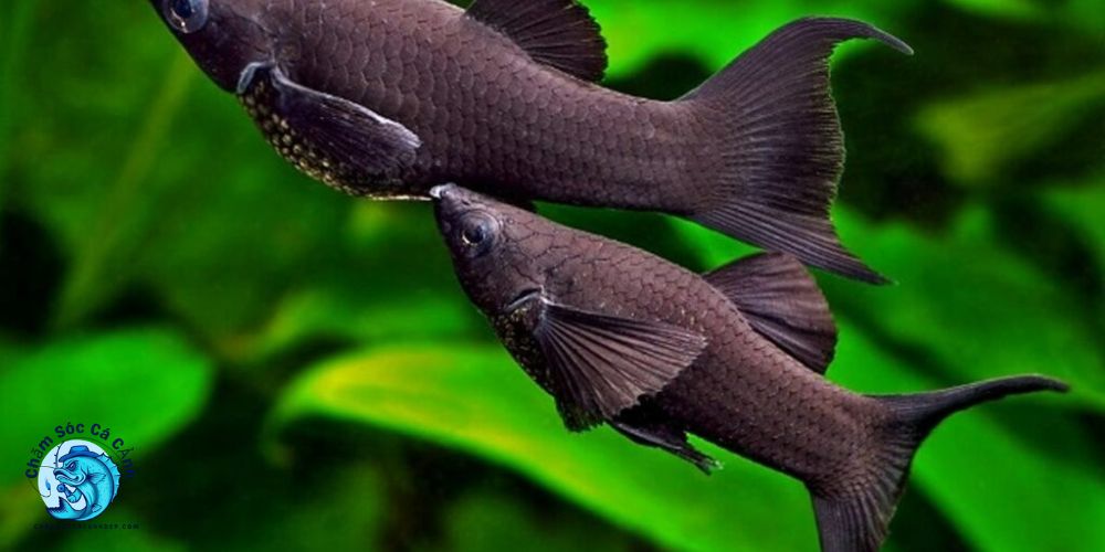 Cá Hắc Molly Nuôi Có Khó Không? Hướng Dẫn Chăm Sóc Từ A-Z Cách Nuôi Cá Hắc Molly Khỏe – Ít Bệnh