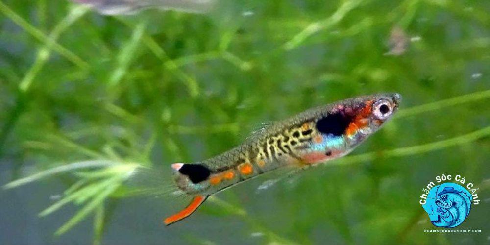 Cá Thủy Tinh