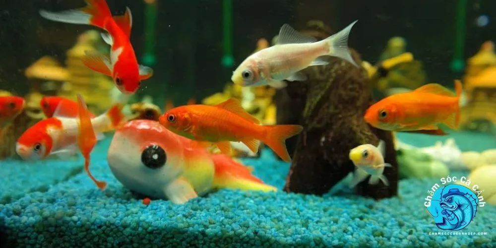 các loại cá cảnh dễ nuôi