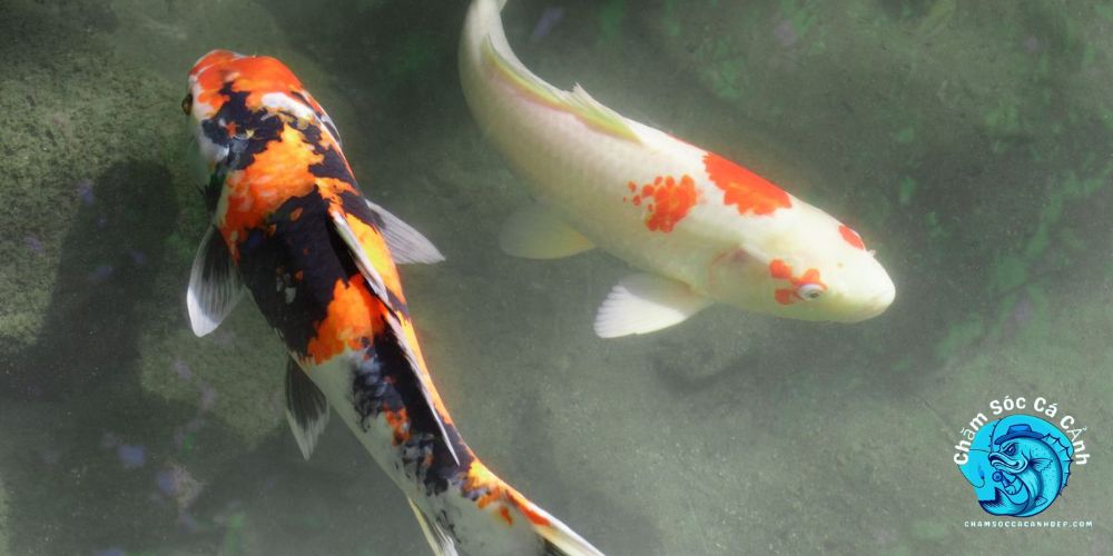 Cách Nuôi Cá Koi
